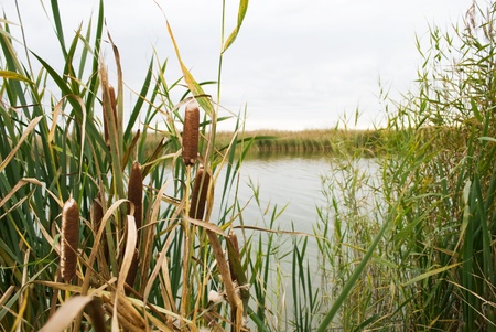nature in siberiaの写真素材