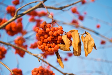 berryの写真素材