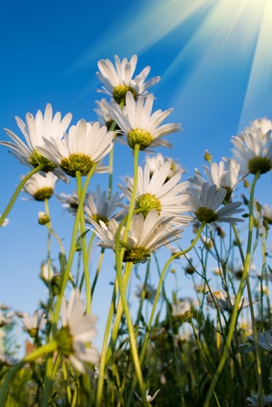 camomileの写真素材