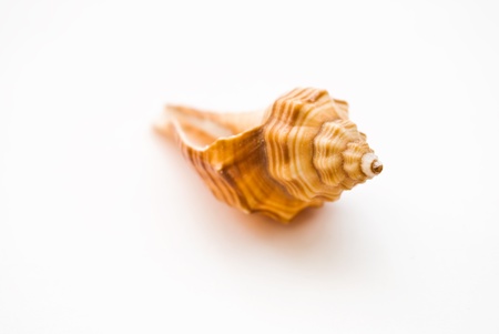 shellsの写真素材