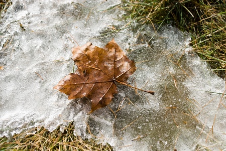 leaf in iceの写真素材