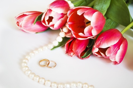 pink tulips on a white background の写真素材