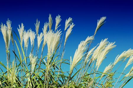 summer crops field against sunny blue sky without clouds.の写真素材