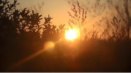 Sunset in the field. The sun's rays make their way through the grass Generative AIの素材