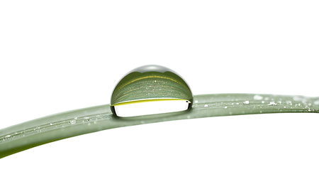 Water drop on green blade of grass isolated on white background close up Generative AIの素材