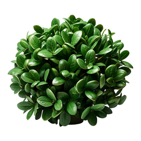 top view of green plant in pot with clipping path Generative AIの素材