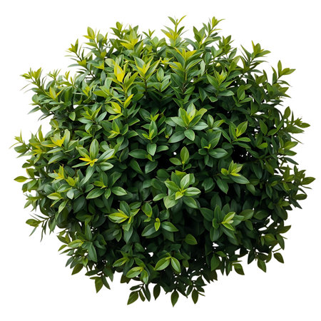 Green bush isolated on white background. Clipping path included. 3d render Generative AIの素材