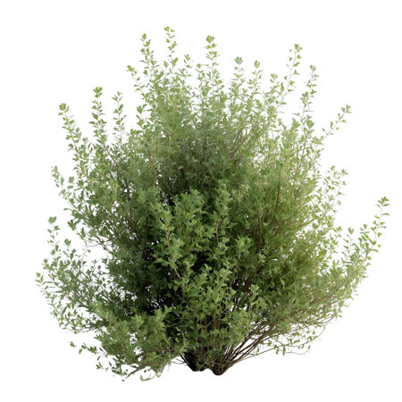3D rendering of a green bush isolated on white background with clipping path Generative AIの素材