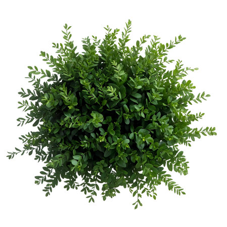 Top view of a bush isolated on a white background. 3d rendering Generative AIの素材