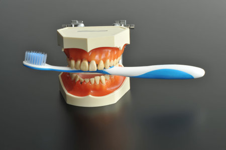 Close up of a tooth model with a toothbrushの写真素材