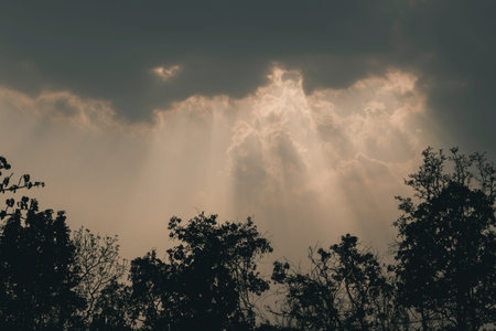 Sun rays shining down silhouette tree vintage film tone effectの写真素材
