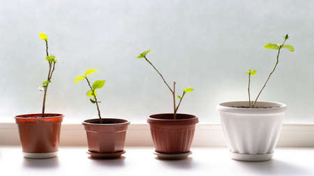 hibiscus sapling in pot on white backgroundの写真素材