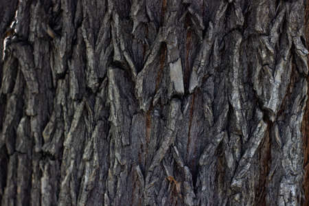 Maple tree bark textureの写真素材