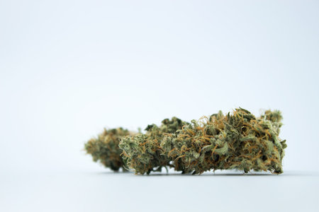 Three medical dried marijuana buds against a pale blue background on the right side of the frame. Lots of empty space. close-upの写真素材