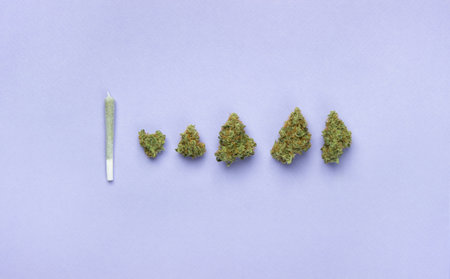 Dry buds of medical marijuana lie in a row in front of them, a small white paper joint. On a lavender background, copy spaceの写真素材