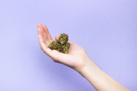 A female hand with natural nails holds three dry buds of medical marijuana on a light purple background. copy spaceの写真素材