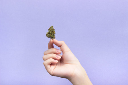 A woman's hand with natural nails holds a dry bud of medical marijuana with her fingers on a light purple background. copy spaceの写真素材