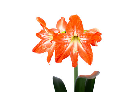 Bright red amaryllis flower on a white background macro photography. Blooming amaryllis with scarlet petals close up photo. Isolated photo of a red lily floral background.の写真素材