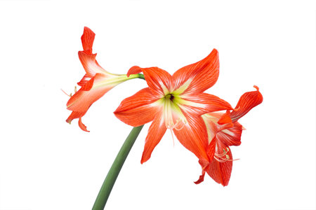 Bright red amaryllis flower on a white background macro photography. Blooming amaryllis with scarlet petals close up photo. Isolated photo of a red lily floral background.の写真素材