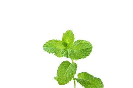 Young twig with mint leaves isolated on white background. food and drink ingredientsの写真素材