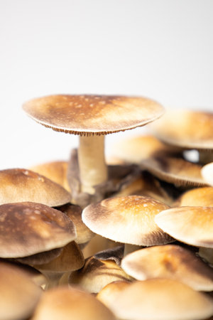Many mushrooms of the species Psilocybe cubensis Argentina on a white background.の写真素材