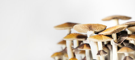 Many mushrooms of the species Psilocybe cubensis Argentina on a white background.の写真素材