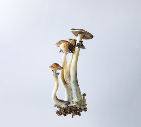 Many mushrooms of the species Psilocybe cubensis Argentina on a white background.の写真素材