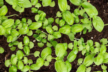 young basil sprouts on the top. against the background of the earthの写真素材