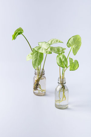 cuttings of a Syngonium mini pixie white plant with roots in a glass bottle with water. isolated on...