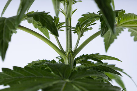 small translucent hairs, original like pistils on a female plant of marijuana. on a white background. Alternative treatment for depression, ptsd and other illnessesの写真素材