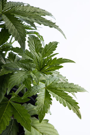 young green bush of medical marijuana. on a white background. Alternative treatment for depression, ptsd and other illnessesの写真素材