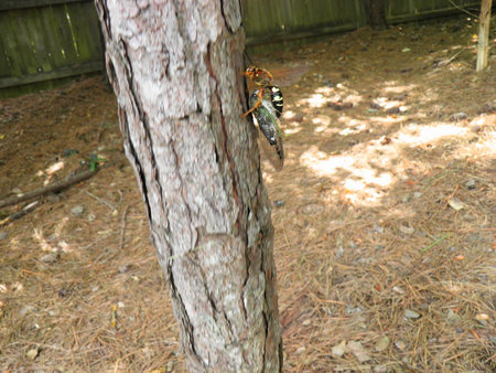 The Cicada Proves to be too Heavy for the Wasp to Fly with, So She Decided to Walk up on a Tree.