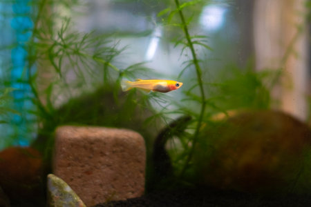 killifish in a small aquarium with green plants in the backgroundの写真素材