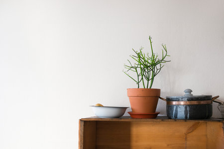 Houseplant in a pot on a wooden table against a white wall