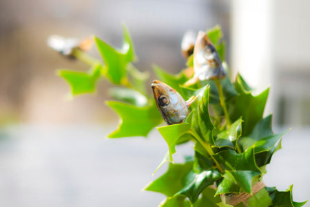 Close up of dried fish on holly leaf with blurred background.の写真素材