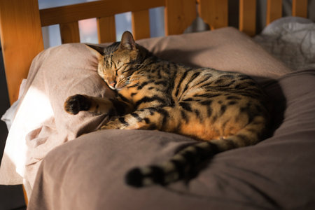 Cute bengal cat sleeping on bed at home, closeupの写真素材