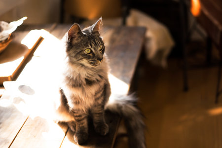 Siberian cat sitting on a wooden table in the sunlight.の写真素材