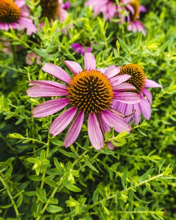 Flowerの写真素材