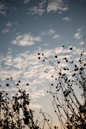 vintage photo of grass on the mountain in the morning sunriseの写真素材