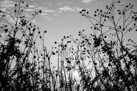 vintage photo of grass on the mountain in the morning sunriseの写真素材