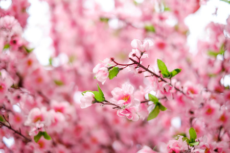 Abstract of Blurred fake cherry blossom flowers for backgroundの写真素材