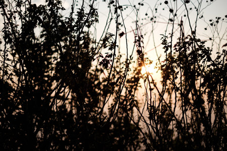 vintage photo of grass on the mountain in the morning sunriseの写真素材