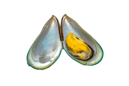 Close up of Asian green mussel isolated on White backgroundの写真素材