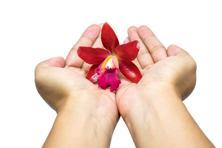 Hand holding Beautiful Red orchid flower isolated on black backgroundの写真素材