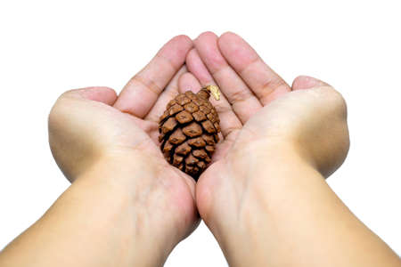 hand holding pine cone isolated on white backgroundの写真素材