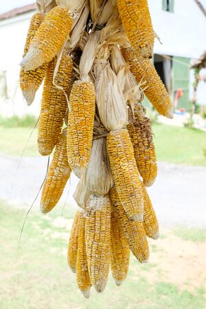 Dry Corn cob hanging for backgroundの写真素材