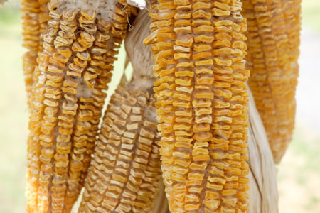 Dry Corn cob hanging for backgroundの写真素材