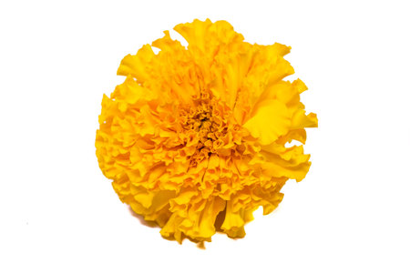 Marigold flower isolated on white backgroundの写真素材