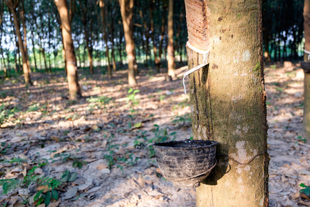 Close up of Milky latex extracted from rubber treeの写真素材