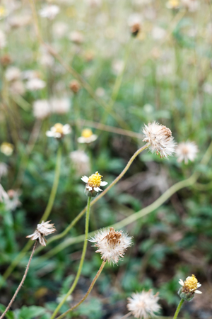 Little white Daisy fieldの写真素材